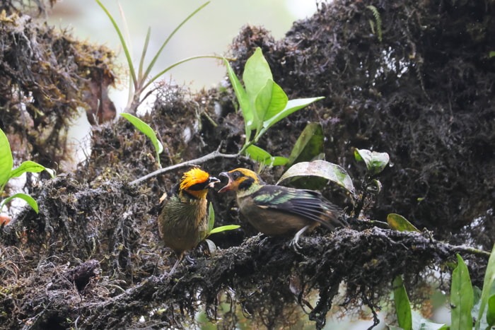 Birds