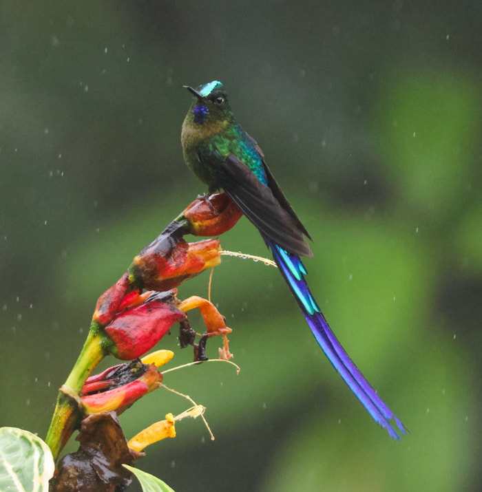 Birds