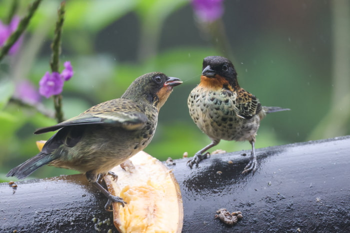 Birds