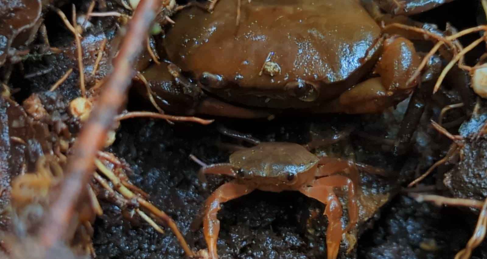 Crustaceans