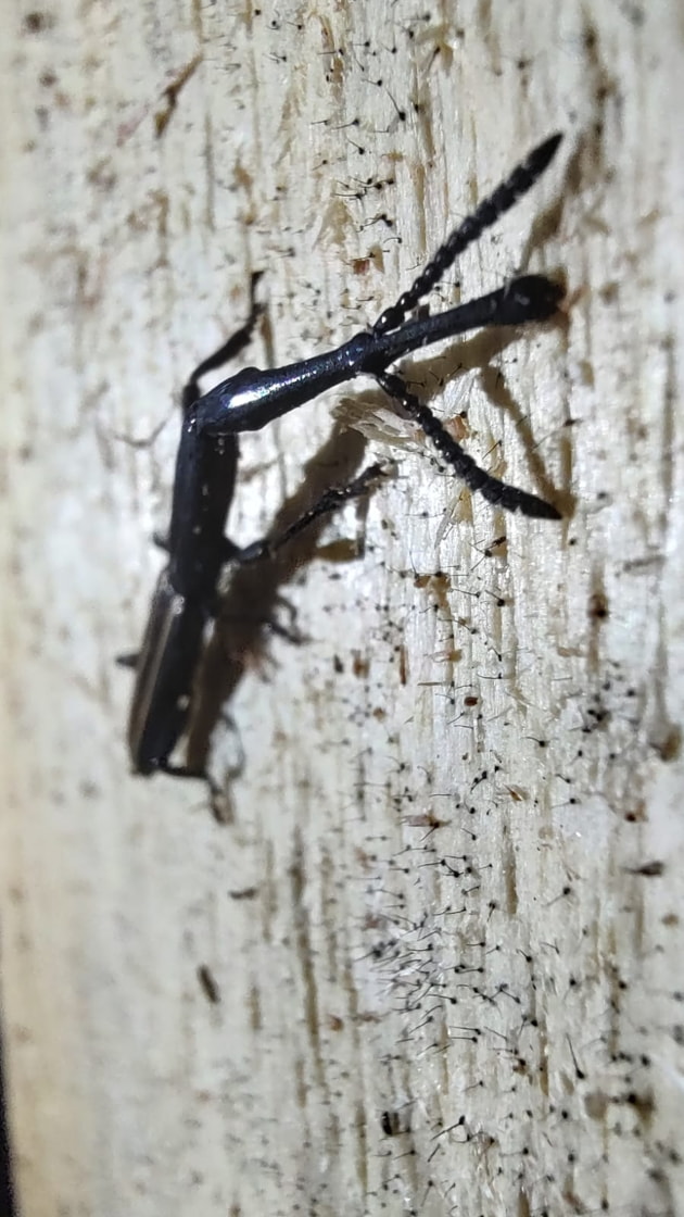 Insects