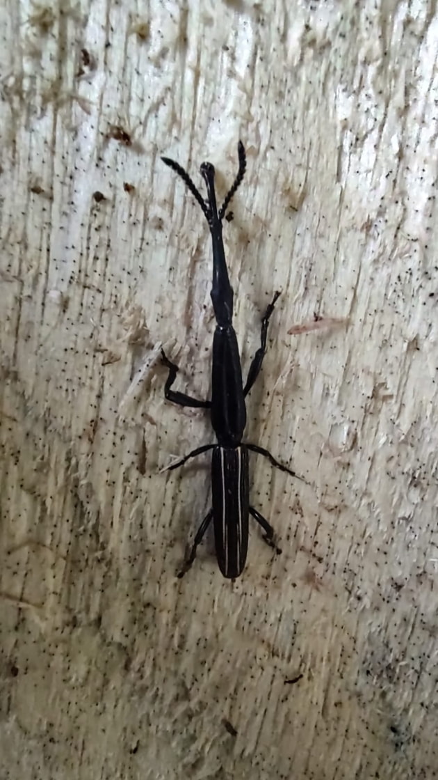 Insects