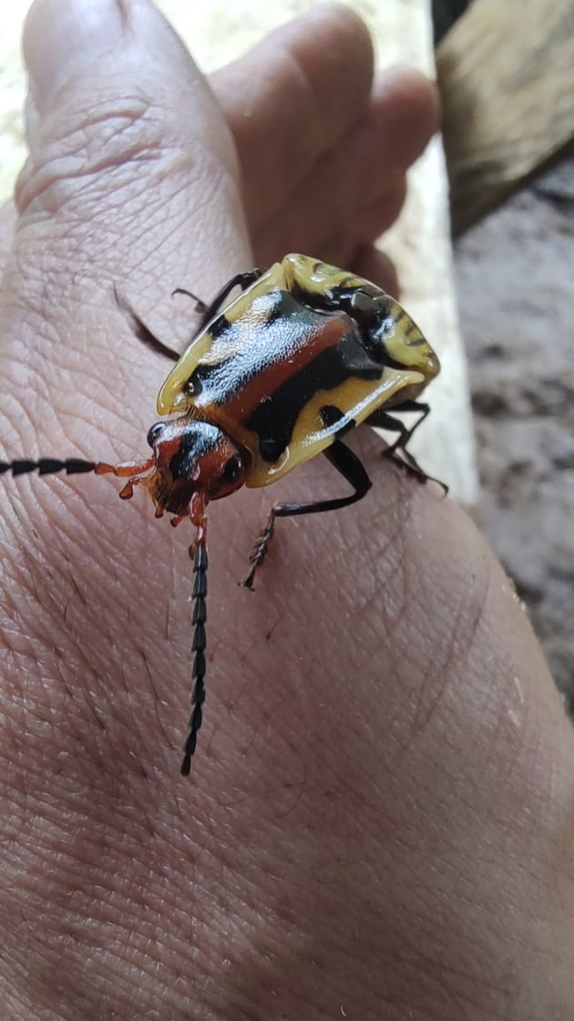 Insects