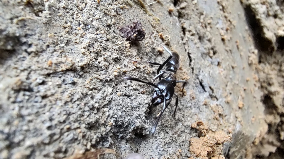 Insects