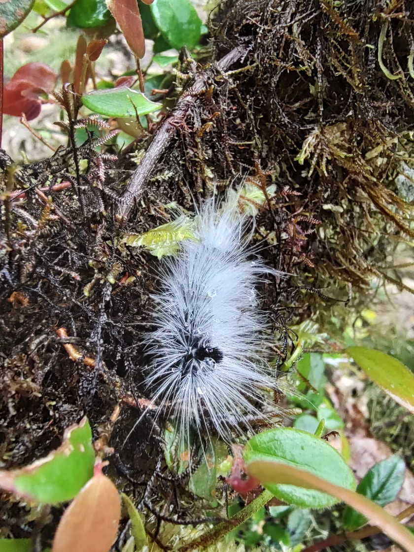 Insects