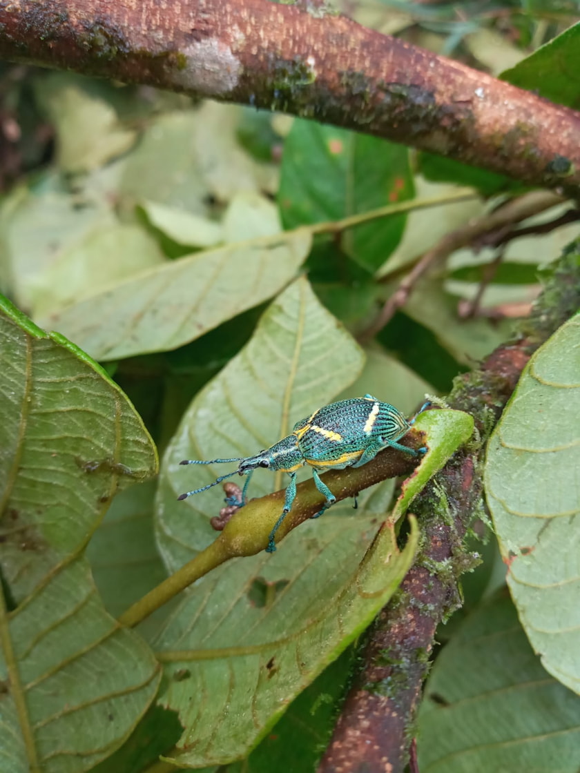 Insects