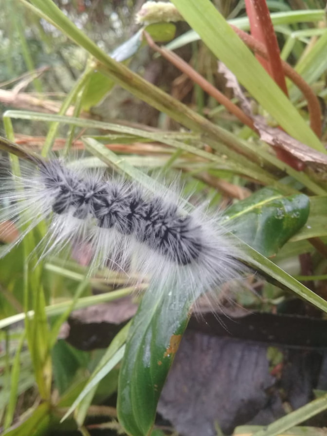 Insects