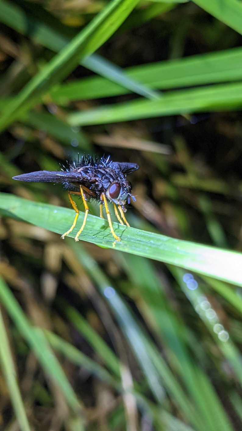 Insects