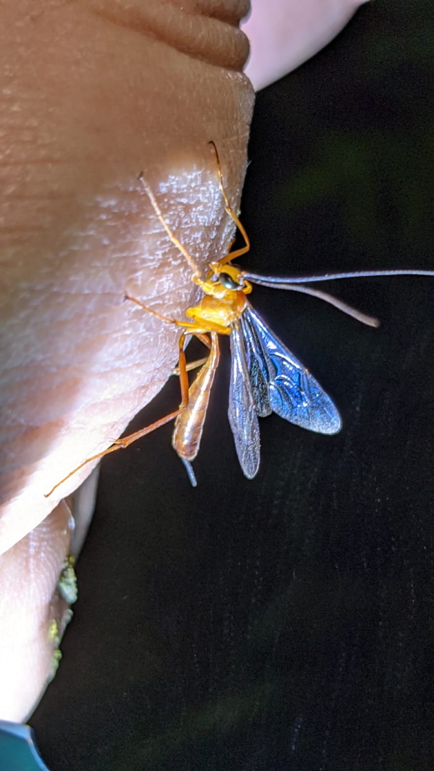 Insects