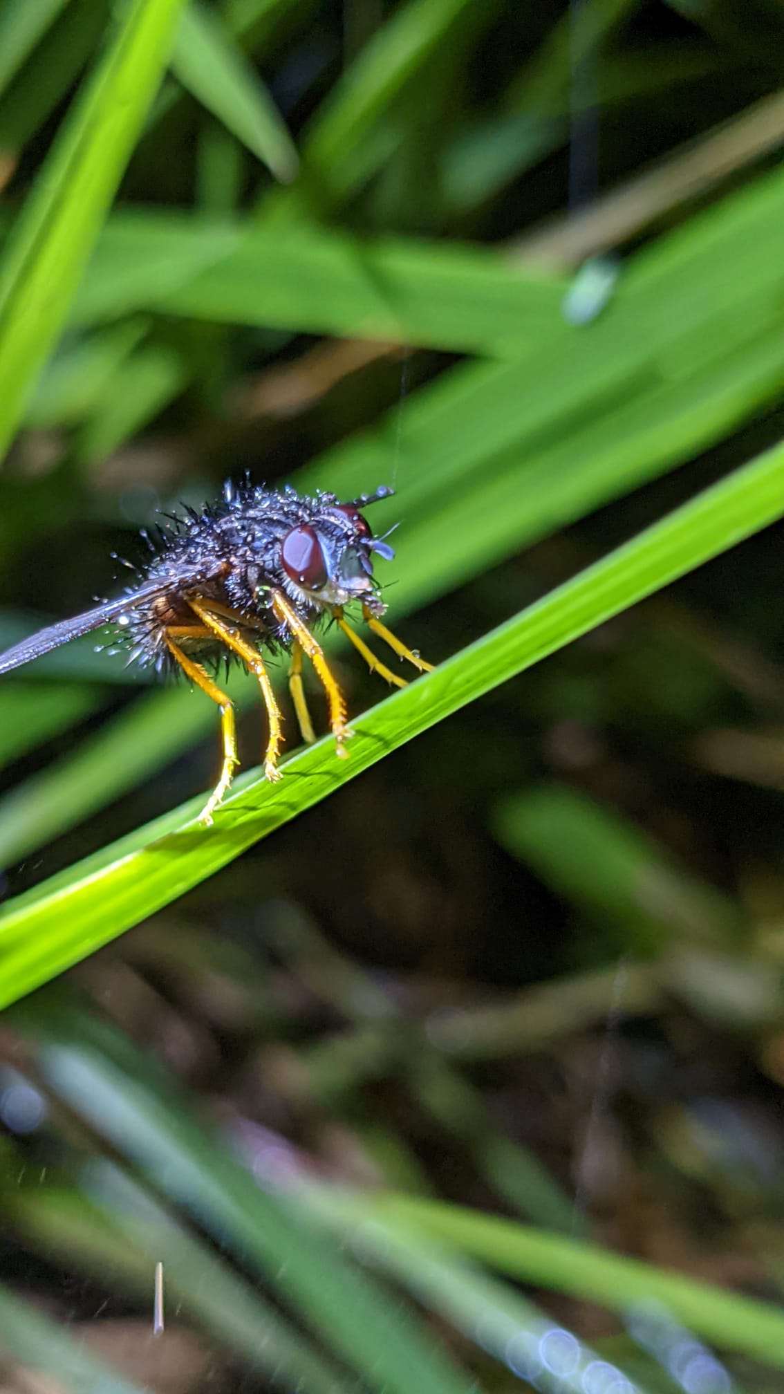 Insects