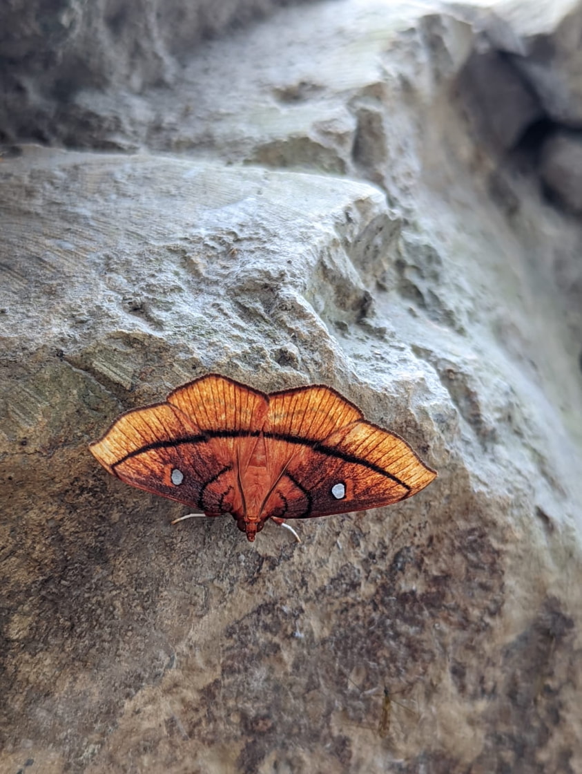 Insects