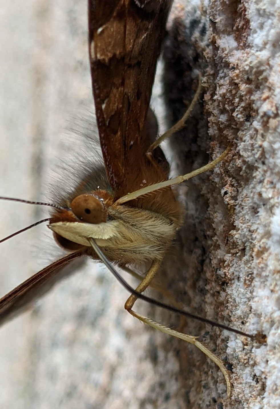 Insects