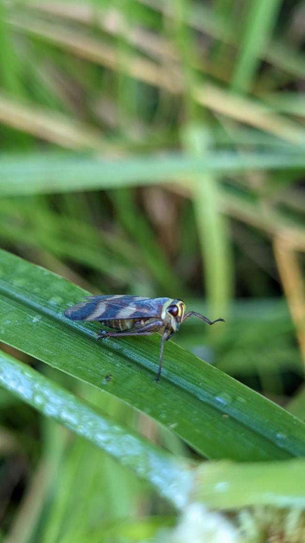 Insects
