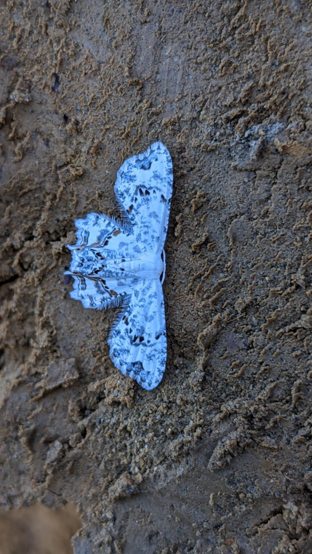 Insects