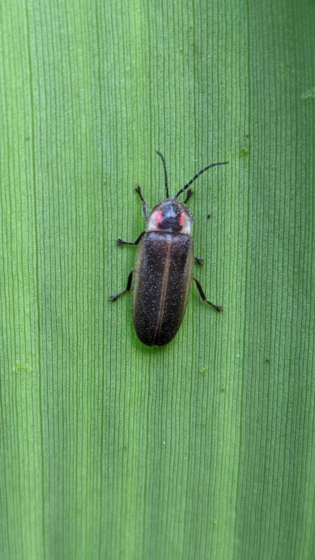Insects