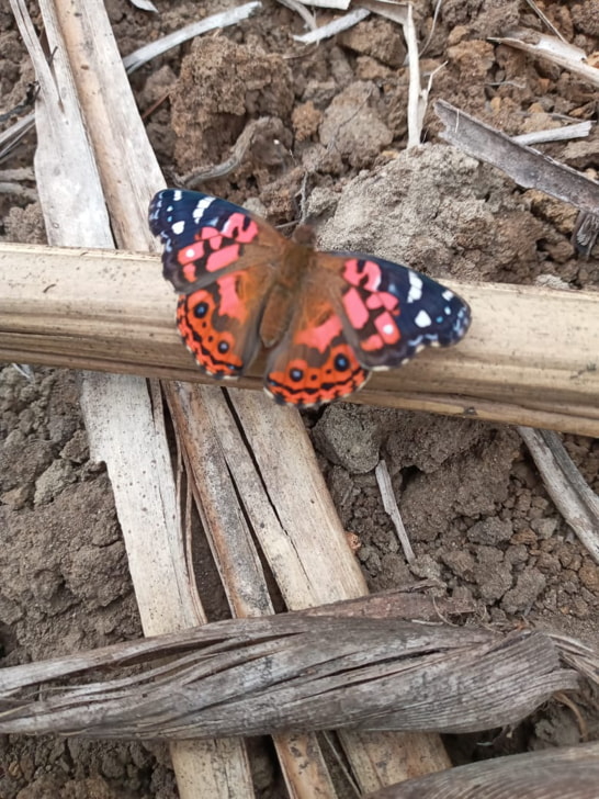 Insects