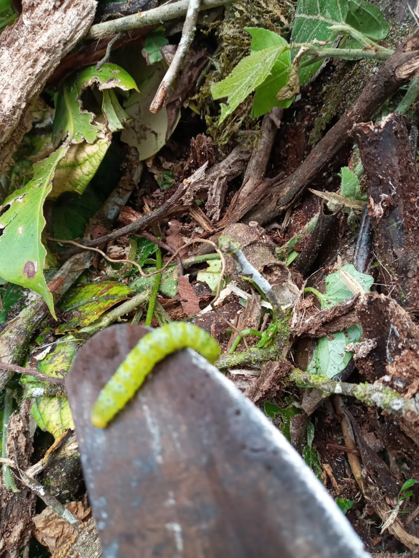Insects