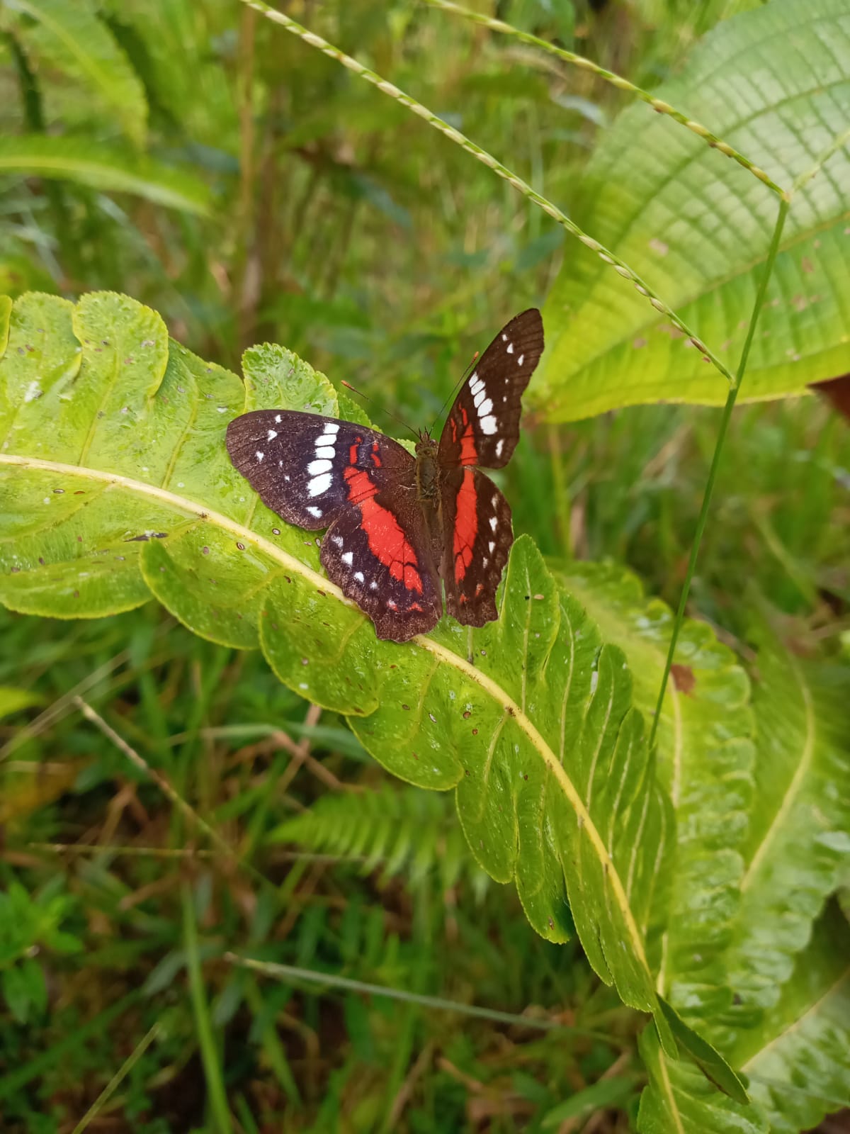 Insects