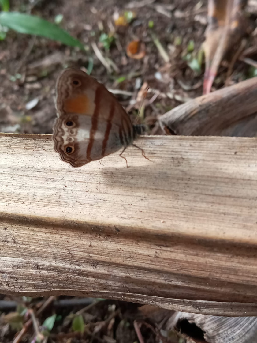 Insects