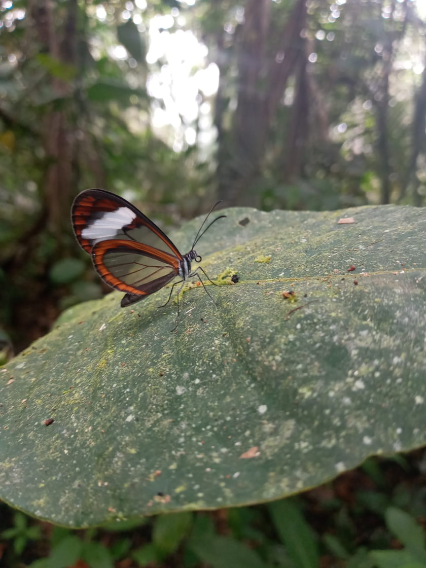 Insects