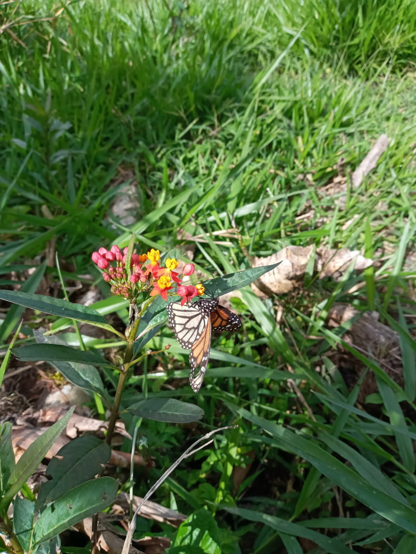 Insects