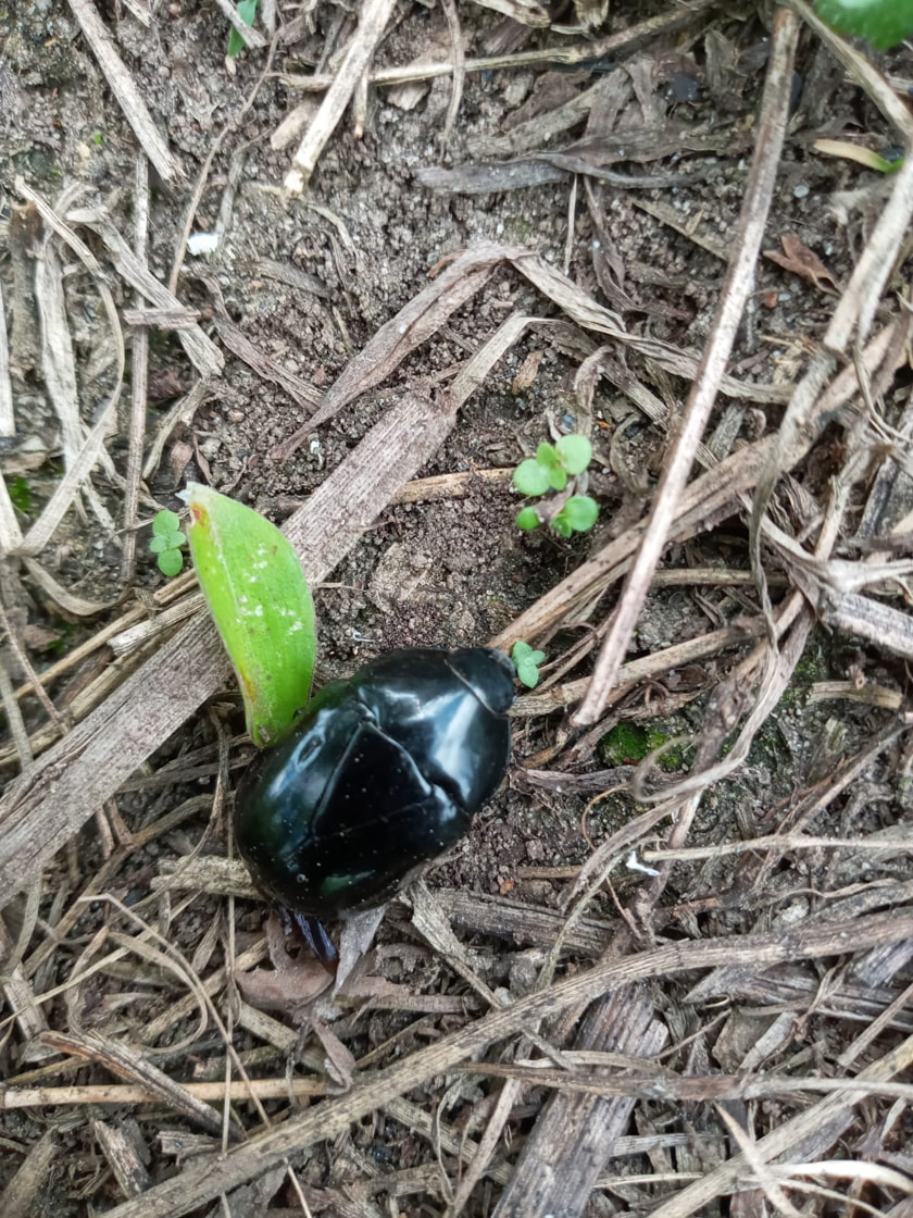 Insects