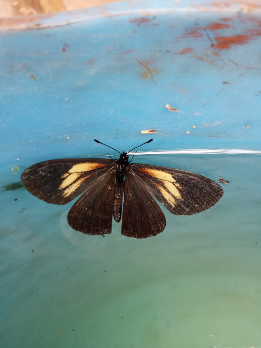 Insects