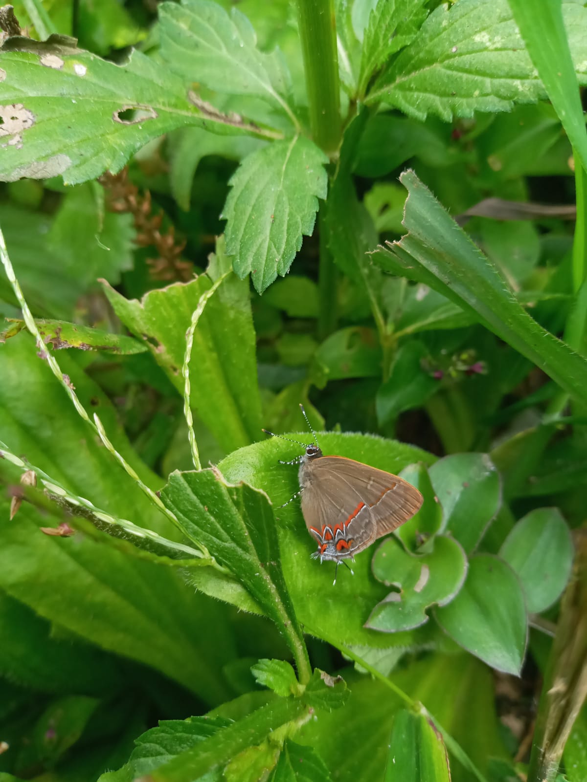 Insects
