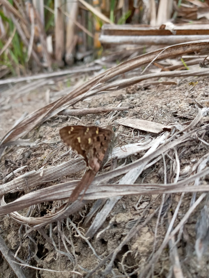 Insects