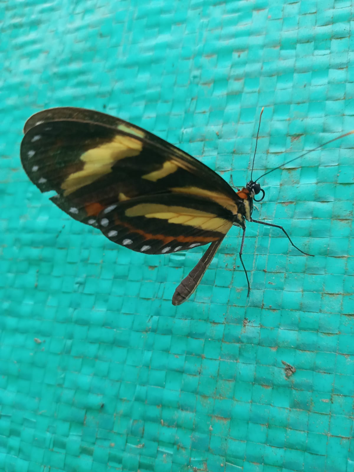 Insects
