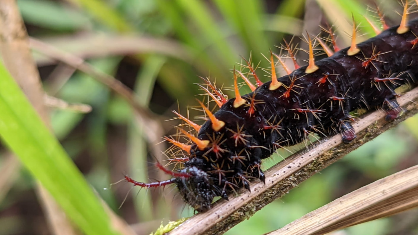 Insects