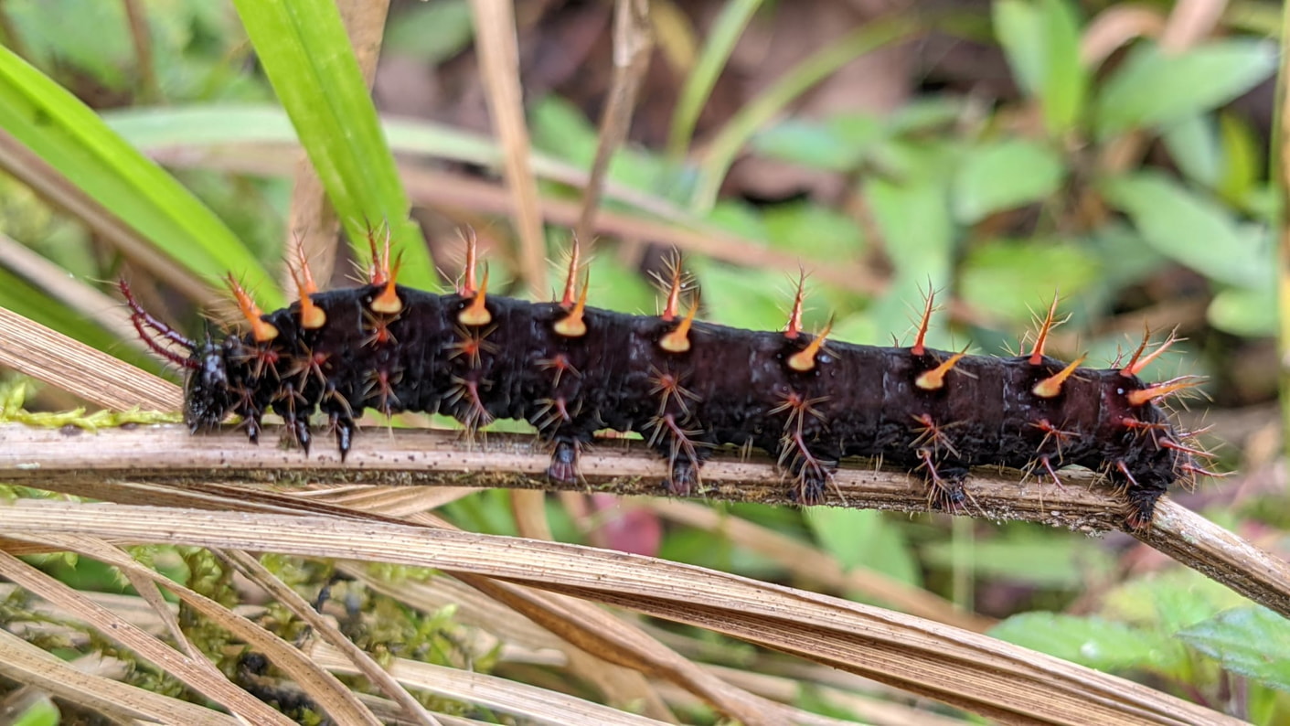 Insects