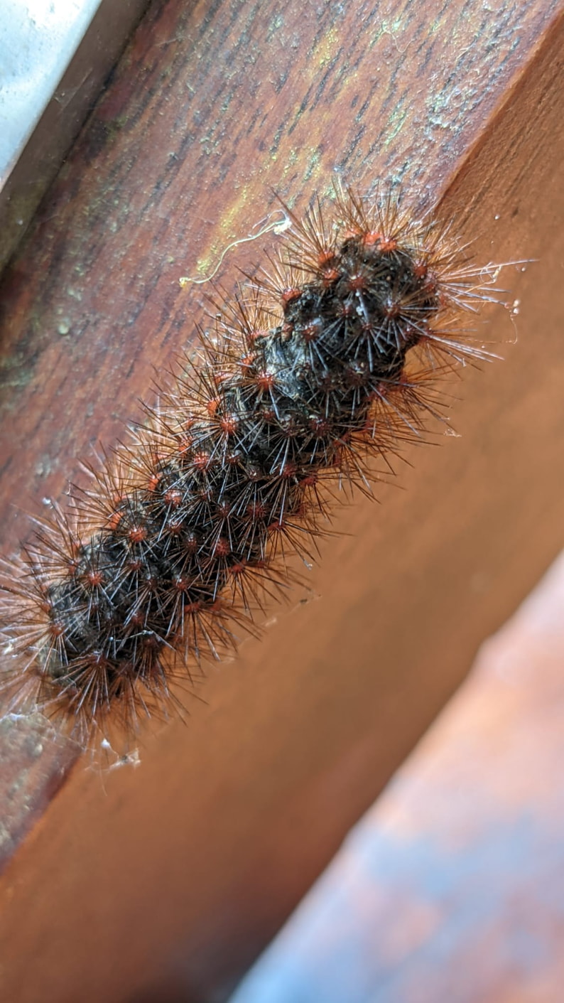 Insects
