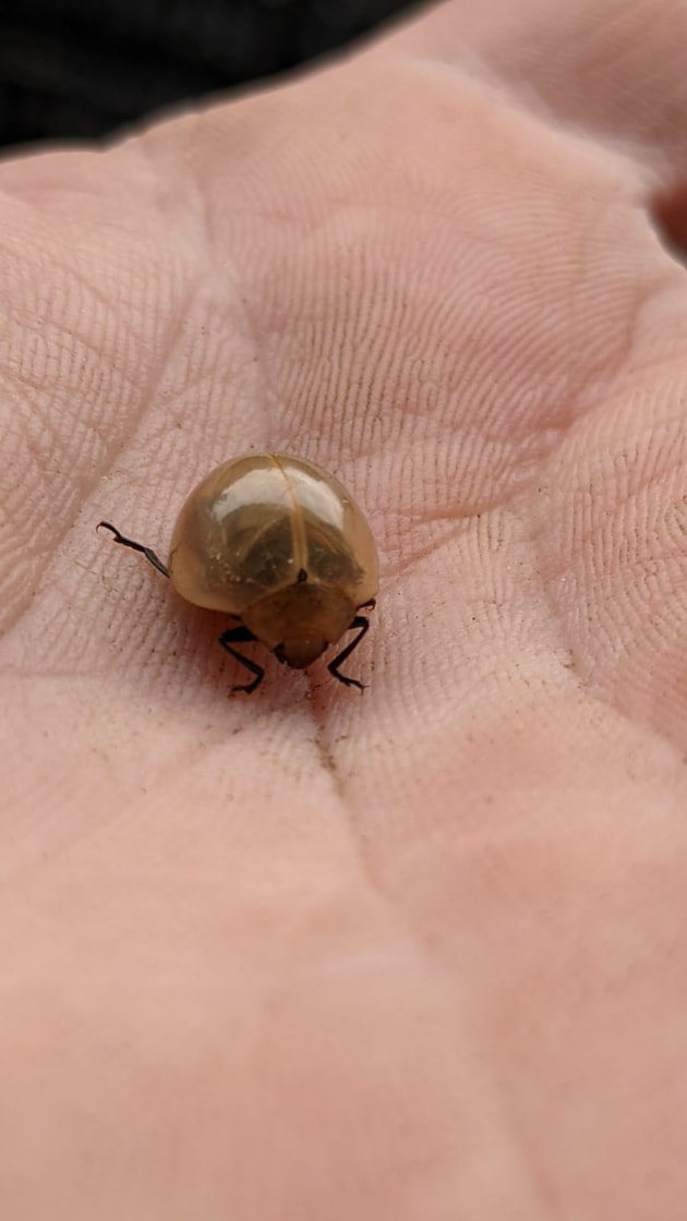 Insects