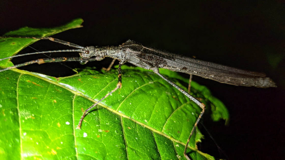 Insects