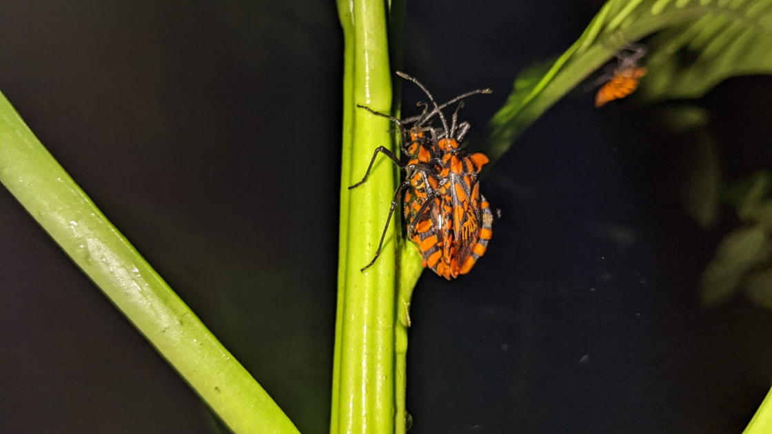 Insects