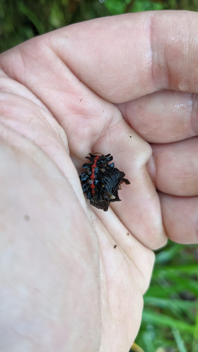 Insects