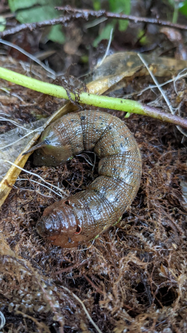 Insects