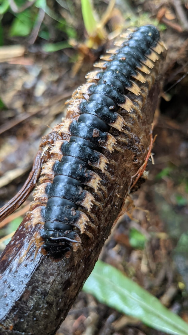 Insects