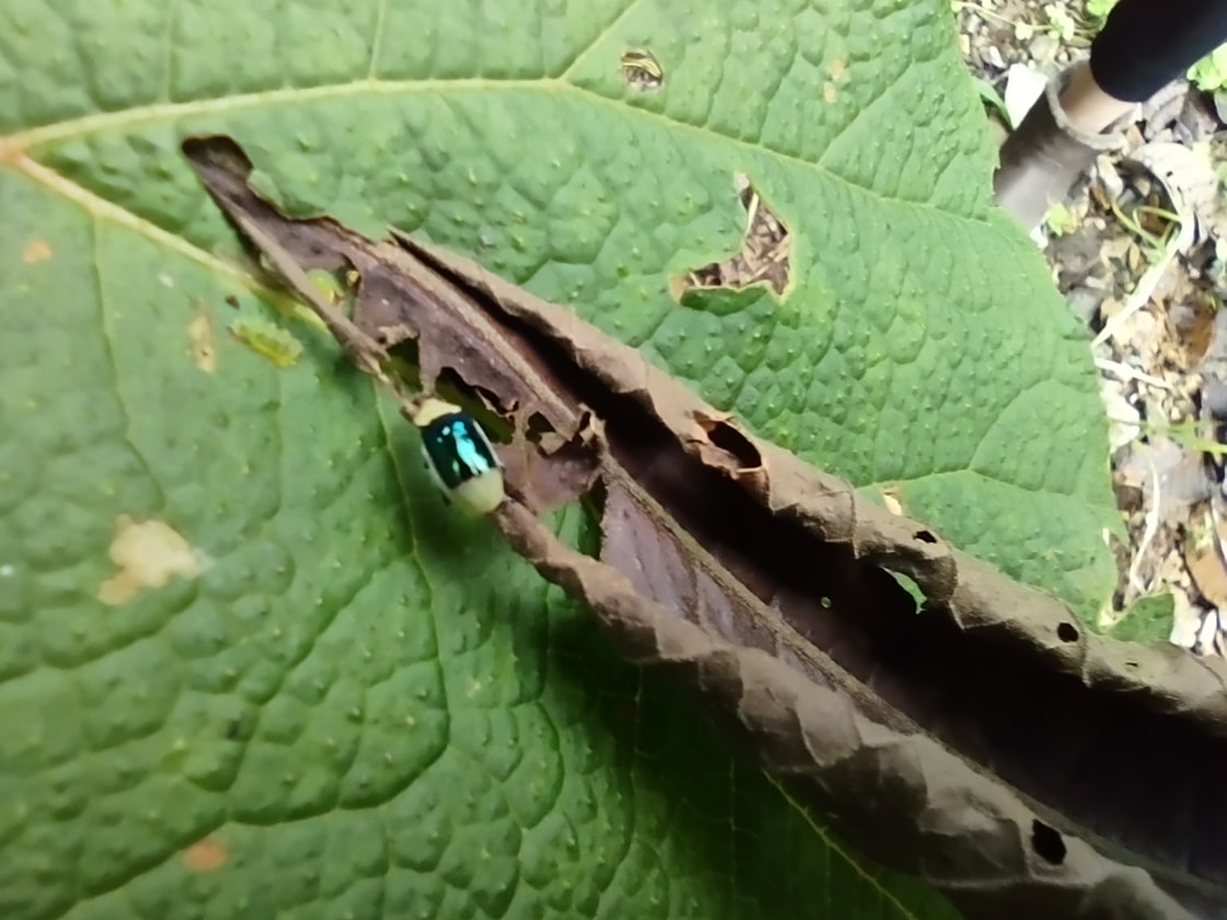 Insects