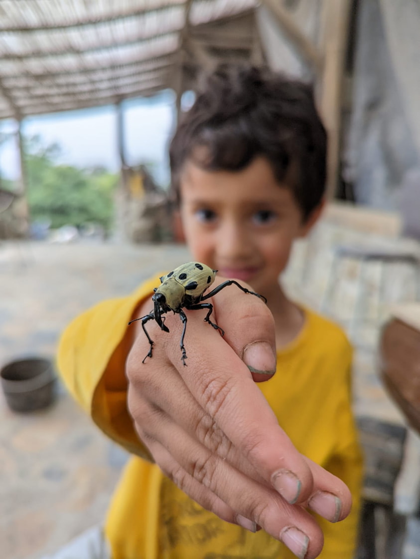 Insects
