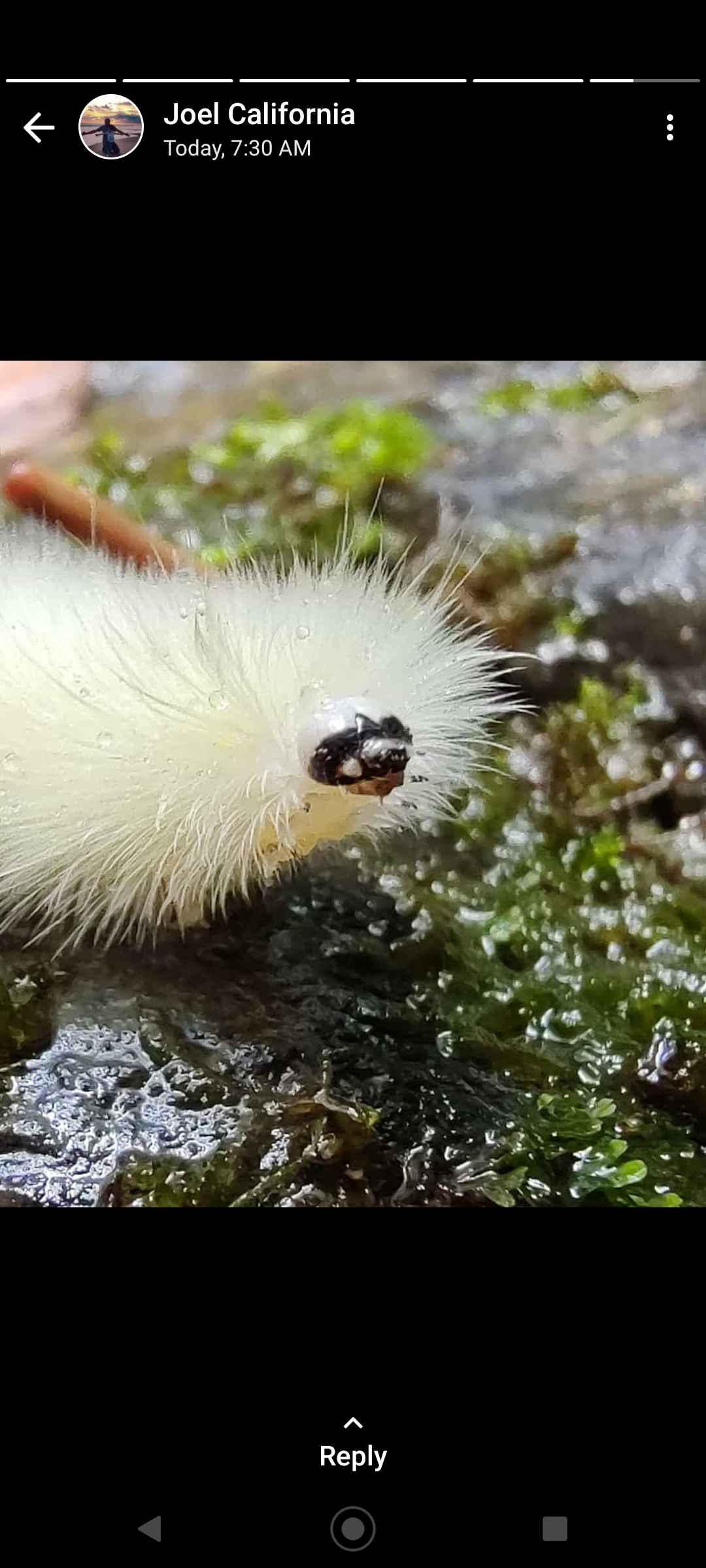 Insects