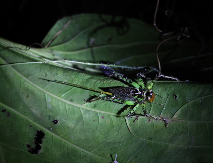 Insects