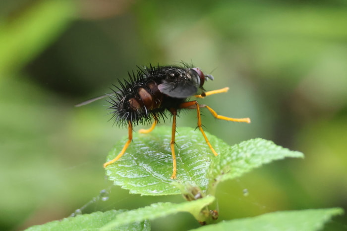 Insects
