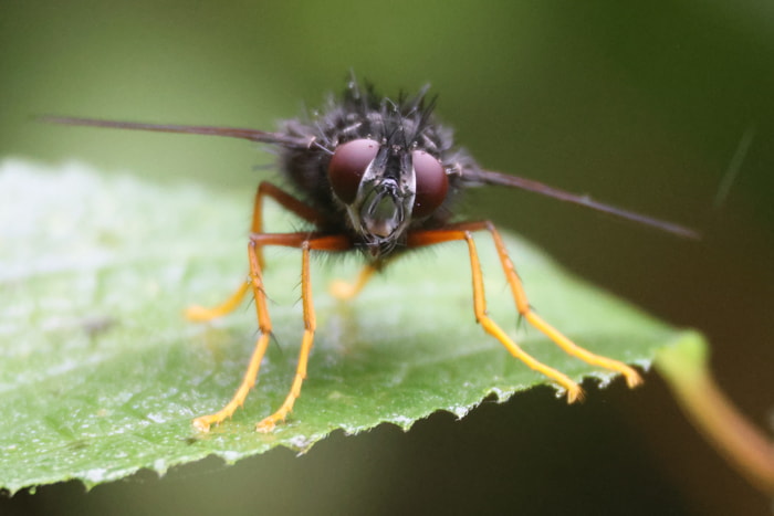 Insects