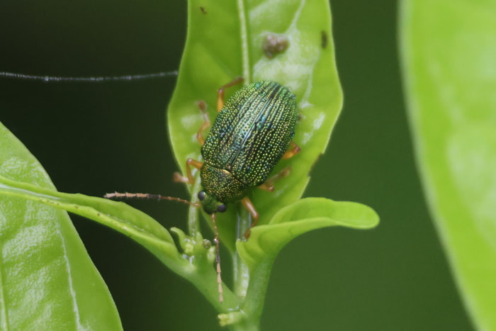 Insects