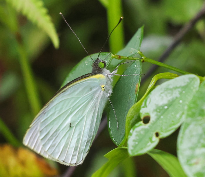 Insects