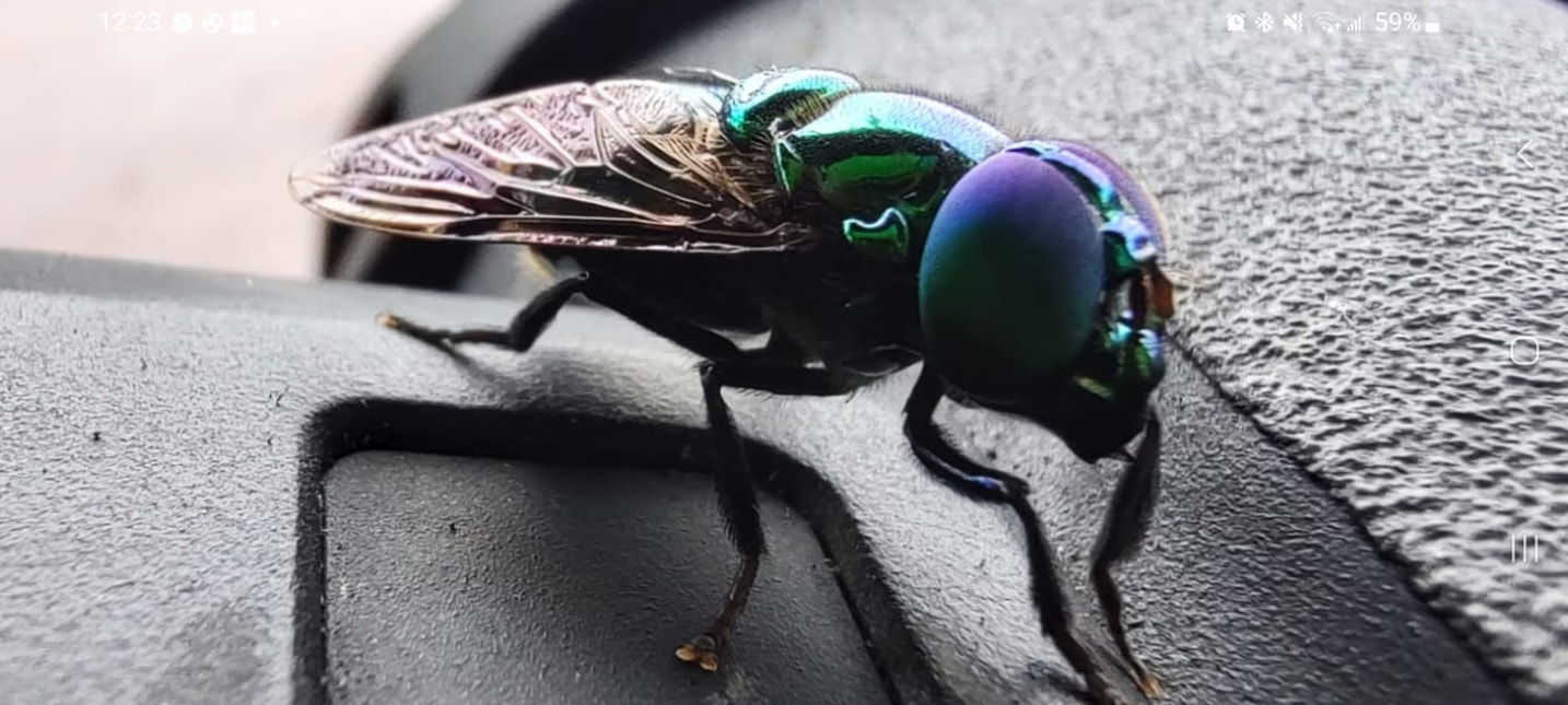 Insects