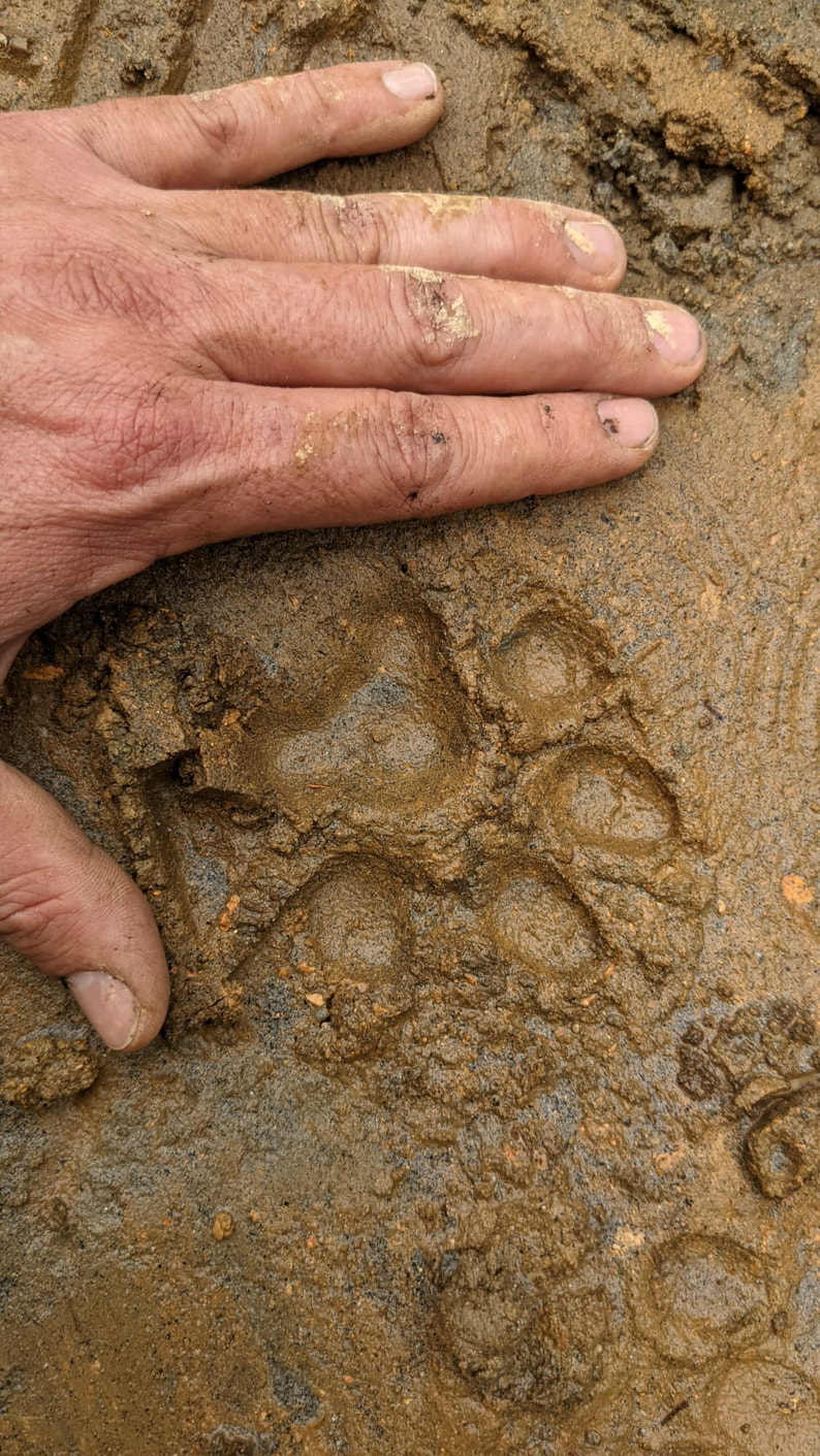 Mammals