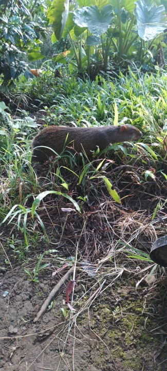 Mammals